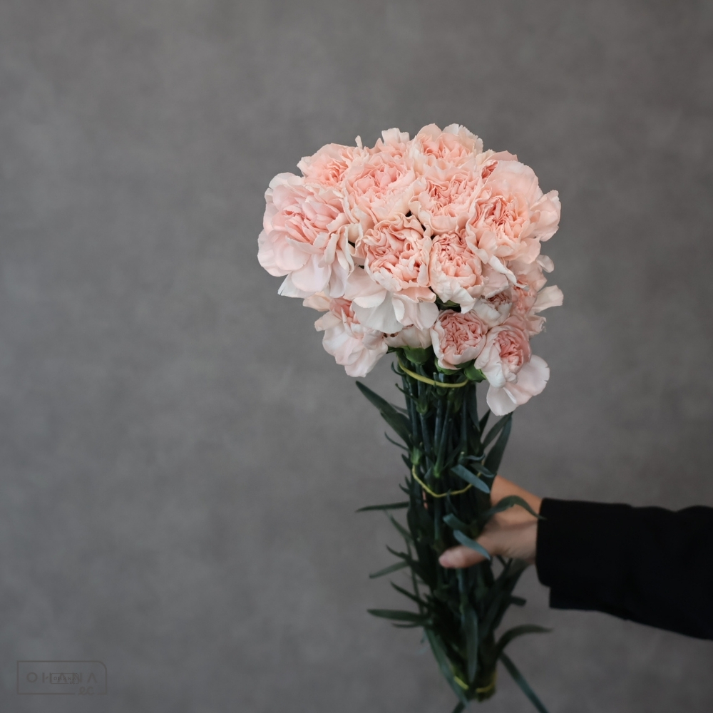 カーネ　ノビア　 60cm 