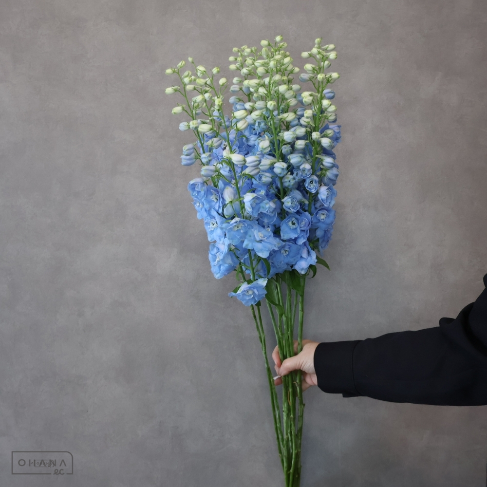 デルフィジャイアント青　マーキュリー　秀 70cm 