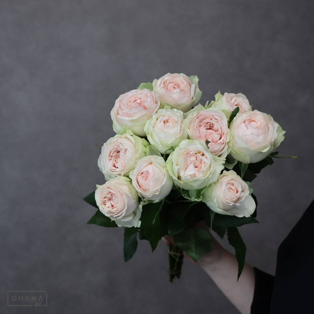 【SALE】　バラ　ルナ　60cm 　※クレーム対象外