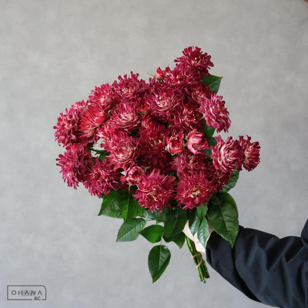 【SALE】ＳＰバラ赤　紅華美　 50cm 　※クレーム対象外