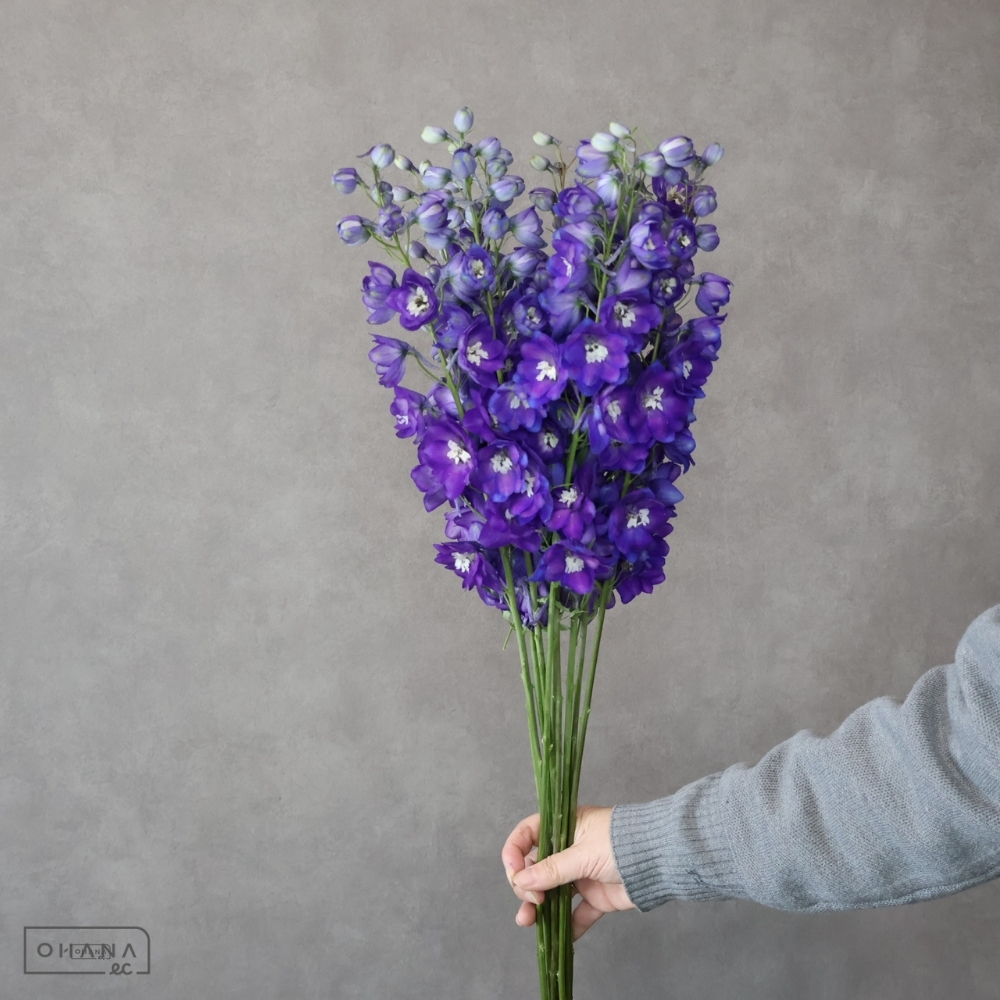 デルフィジャイアント紫　アルタイル　秀 80-70 