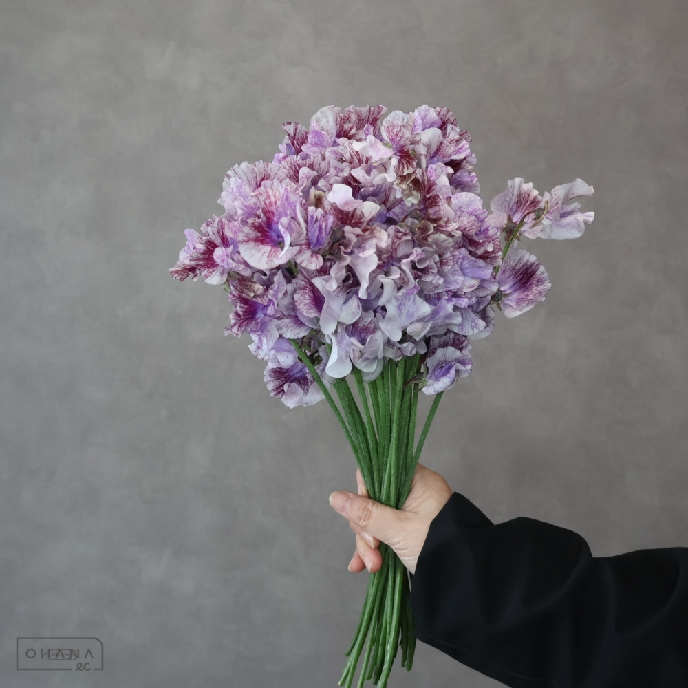 スイトピー　詩かすみ　2L 4輪 