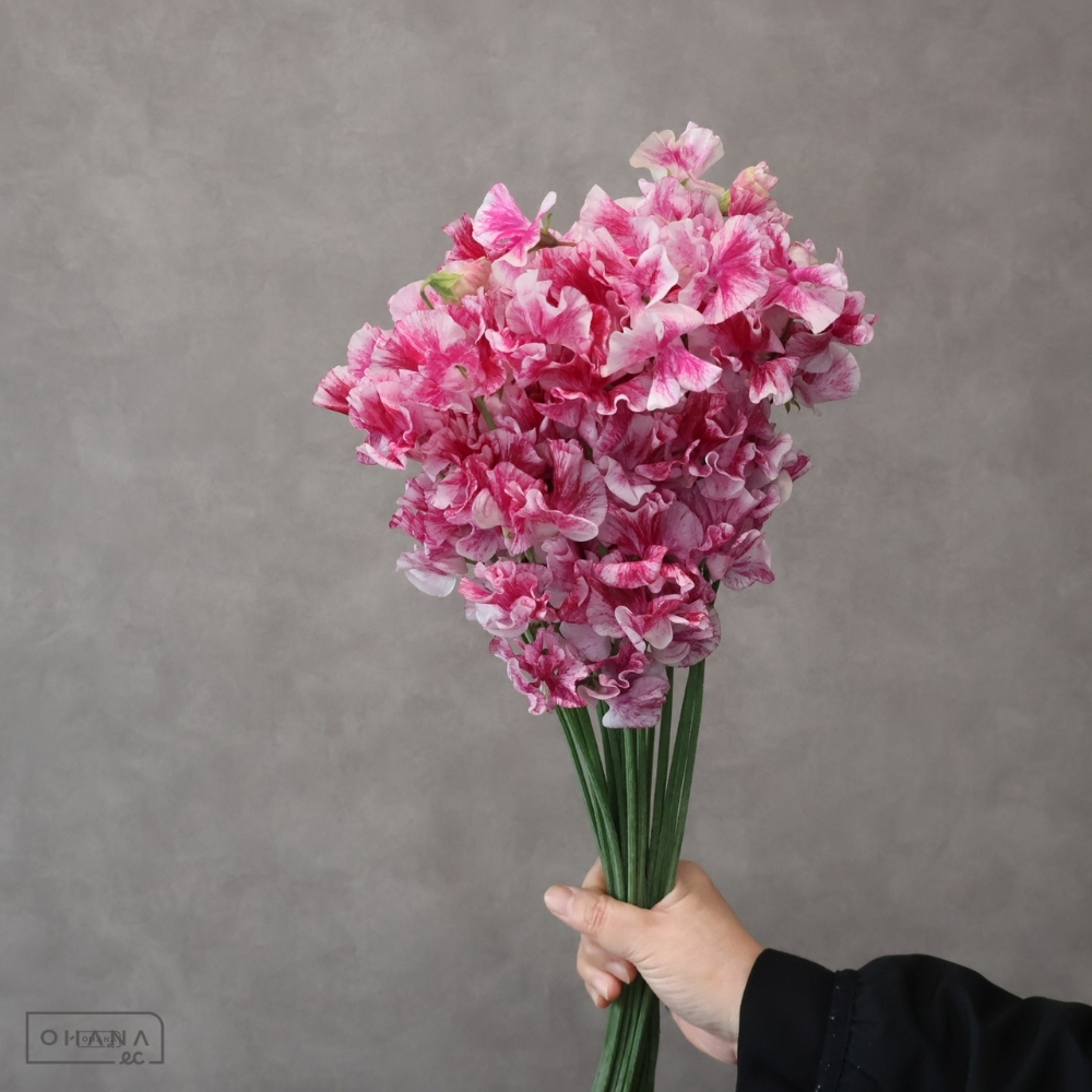 スイトピー　恋かすみ　2L 4輪 