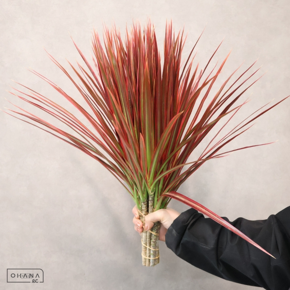 【SALE】ドラセナ　レインボ－　Ｍ 　※クレーム対象外