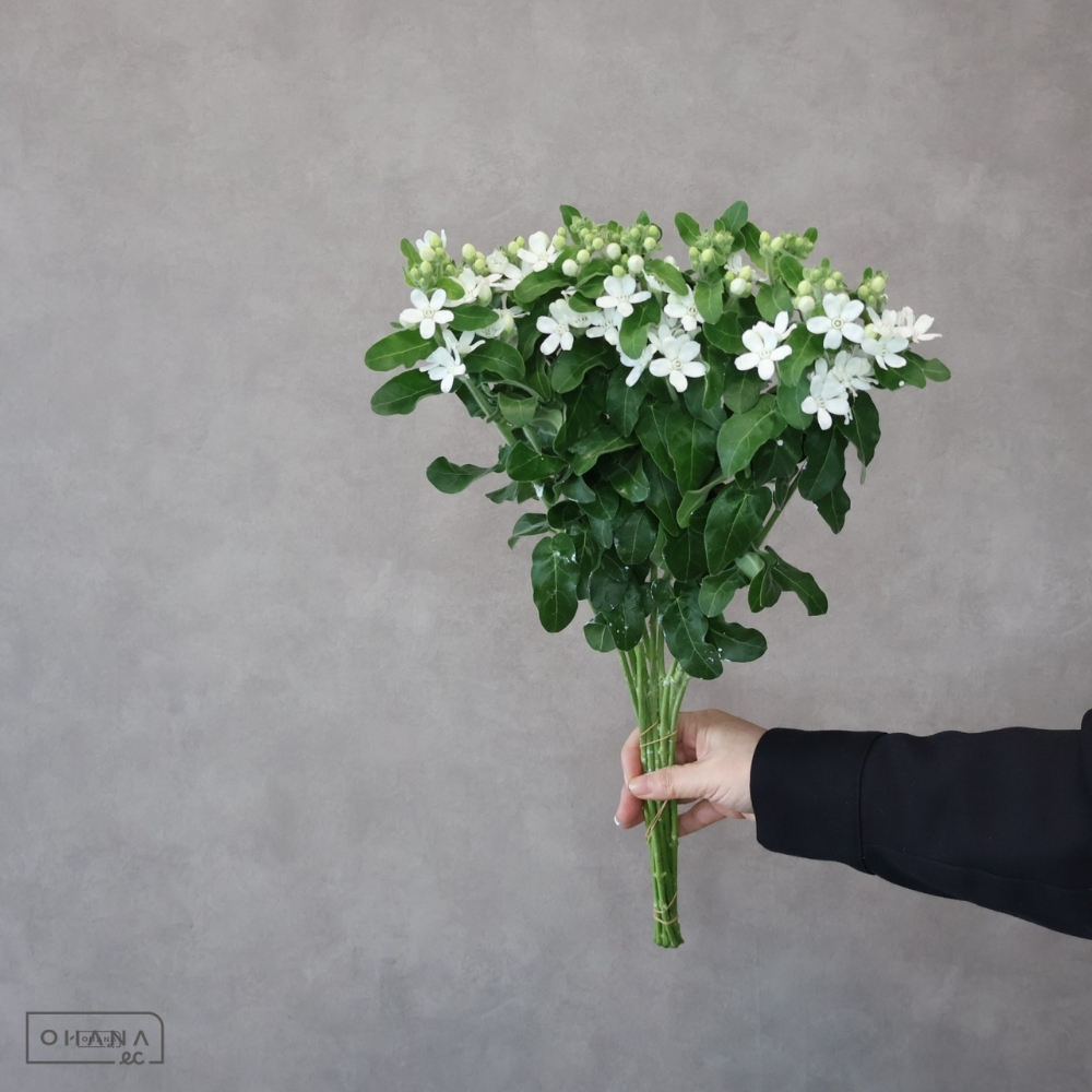 オキシペタラム白　マーブルホワイト　2L 