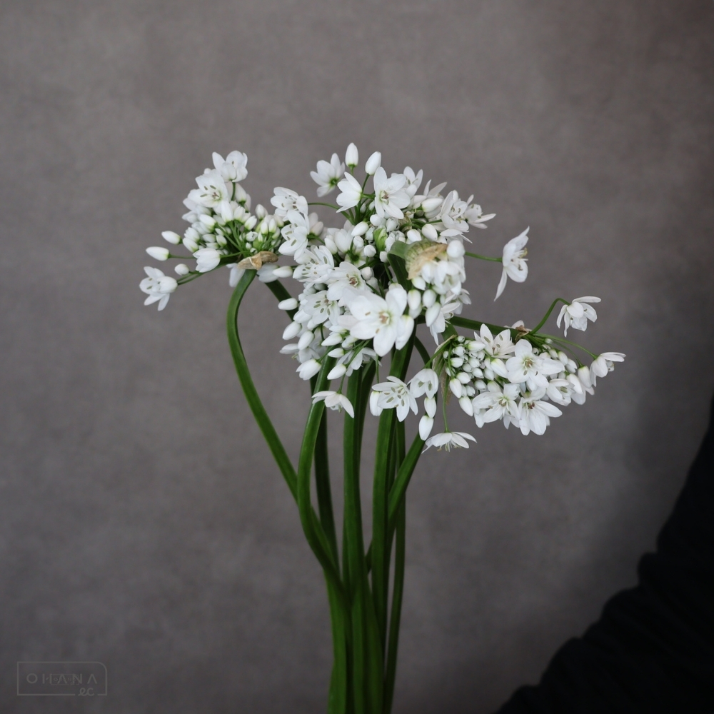 アリアム　コワニ　Ｌ 