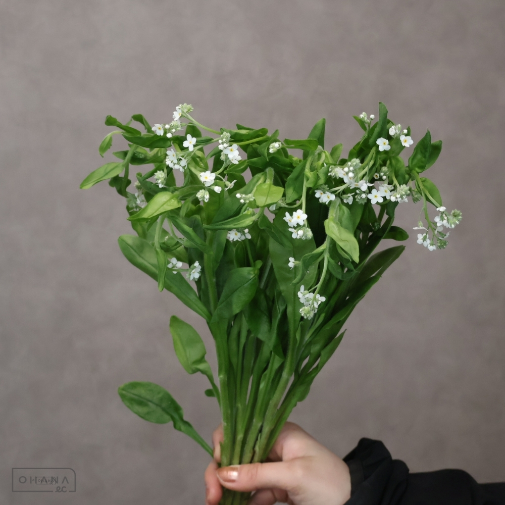 忘れな草　ナノホワイト　秀 40cm