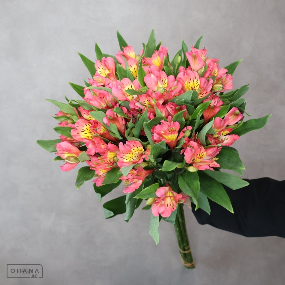 アルストロメーリア　ベルーガ Ａ 70cm