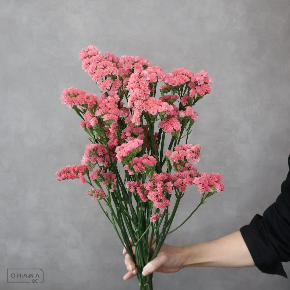 スターチス　大和の灯　２Ｌ 