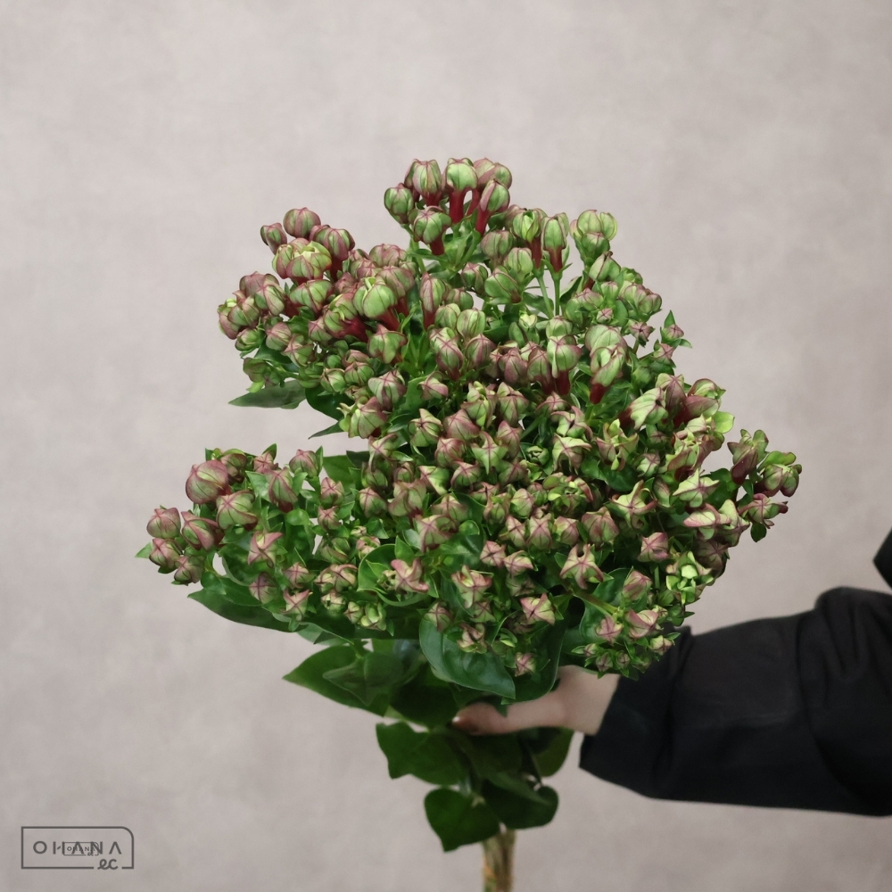 ブバルジア　オータム　秀 70cm