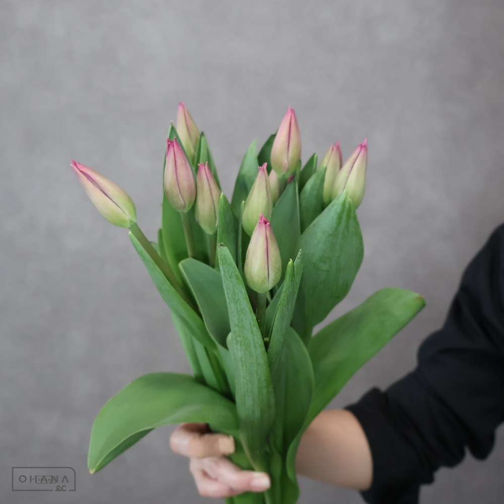 チューリップ　ピンクアドール　秀 45cm