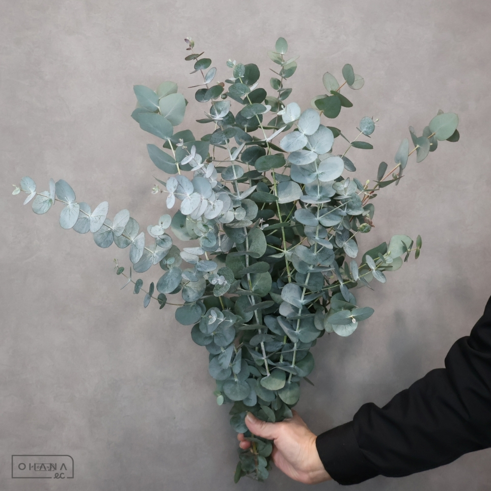 ユーカリ　銀丸葉　 60cm