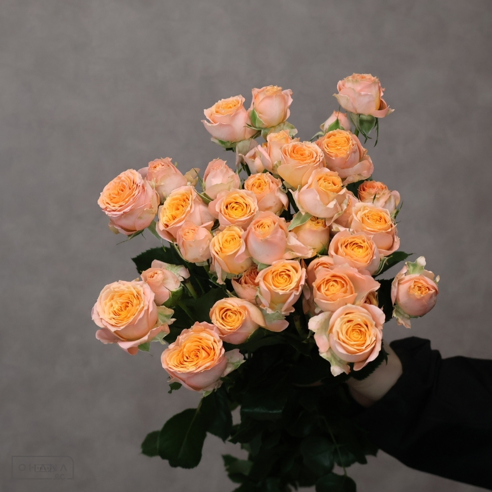 【SALE】Ｓバラ　ジャナ　秀 50cm　※クレーム対象外