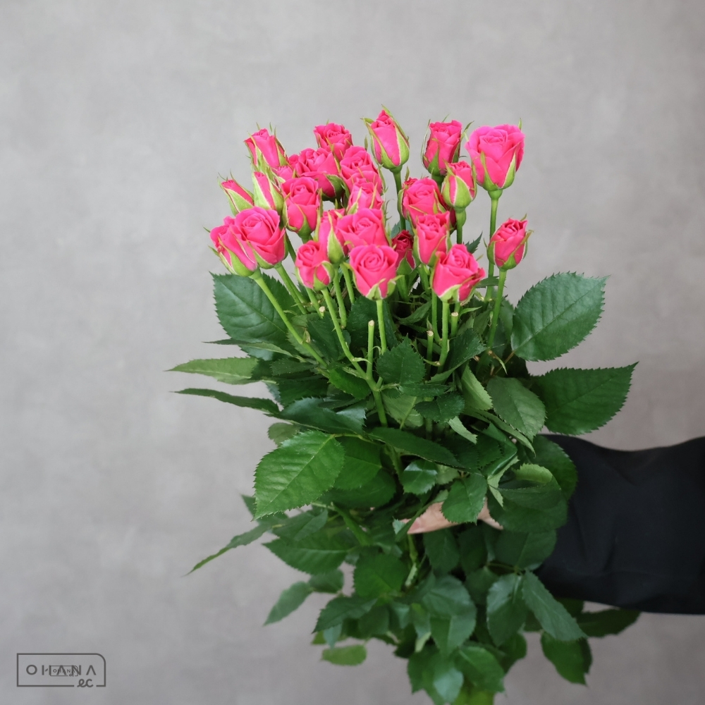 Ｓバラ　ピンクヨーヨー　秀 50cm