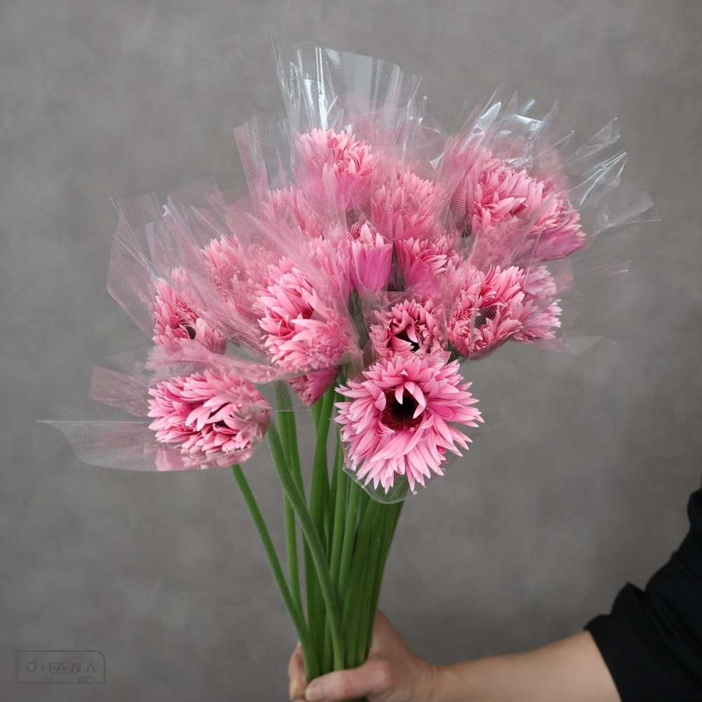 ガーベラ　イギー  