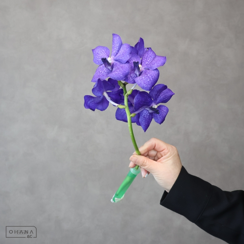 バンダ　ブルー  7輪  ※若干キズあり