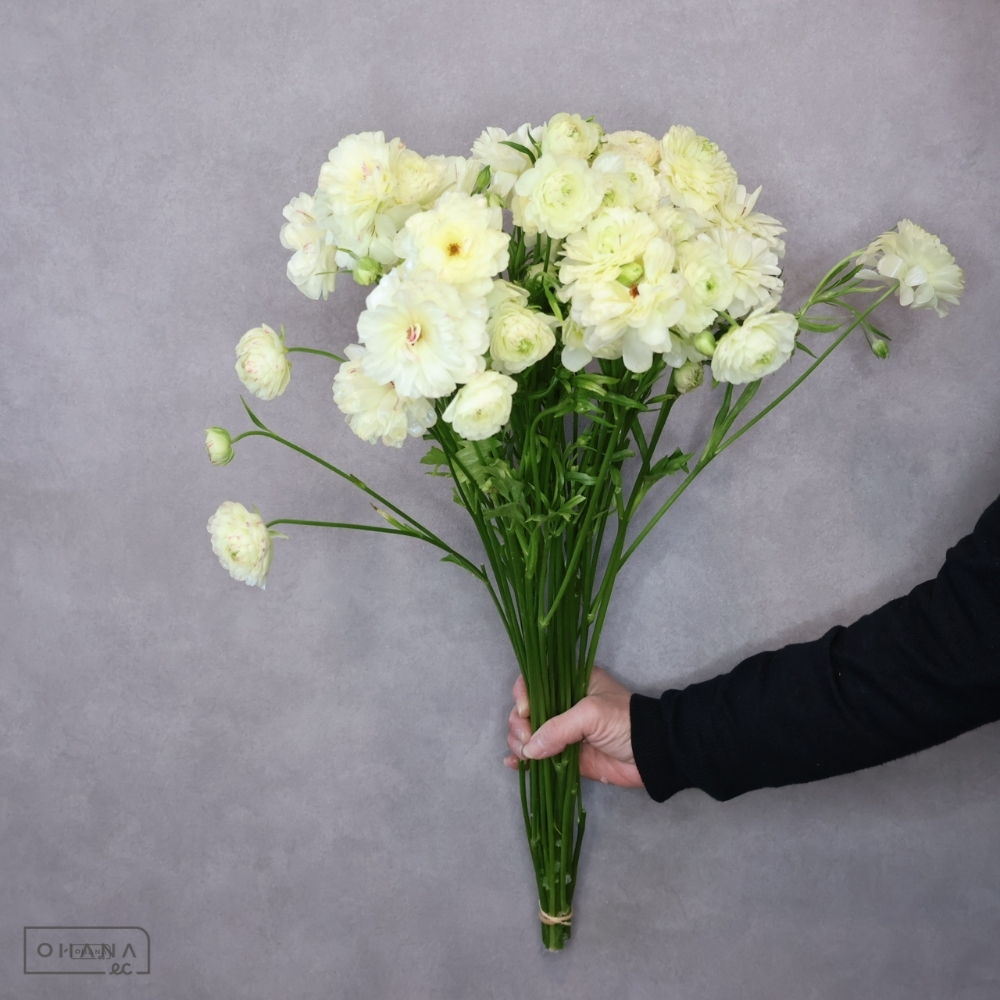 【SALE】ラナンキュラス　ニノス　Ａ 60-50cmﾗｯｸｽ　※クレーム対象外