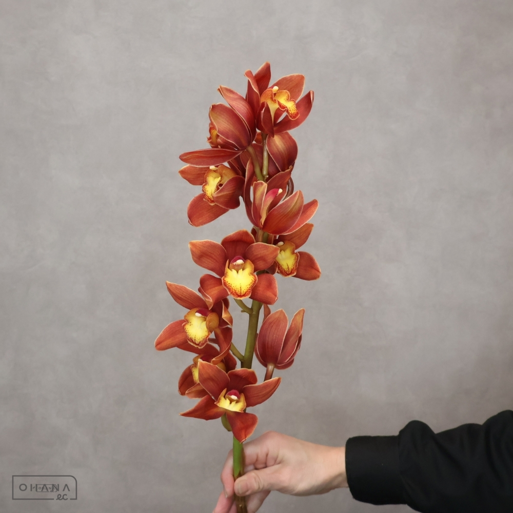 シンピ　あかね 50cm 