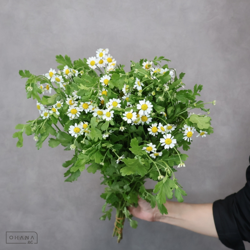 マトリカリア　シングルベグモ　80cm 