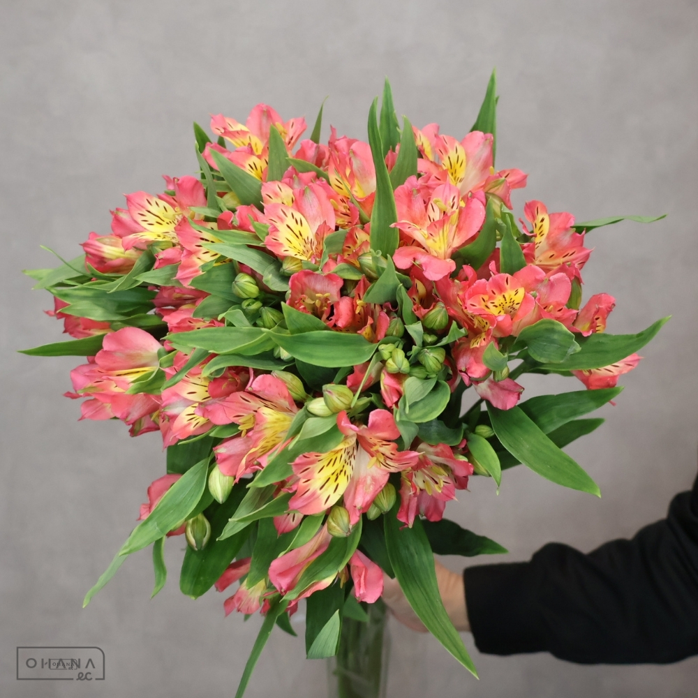 アルストロメリア　ベルーガ 85cm 