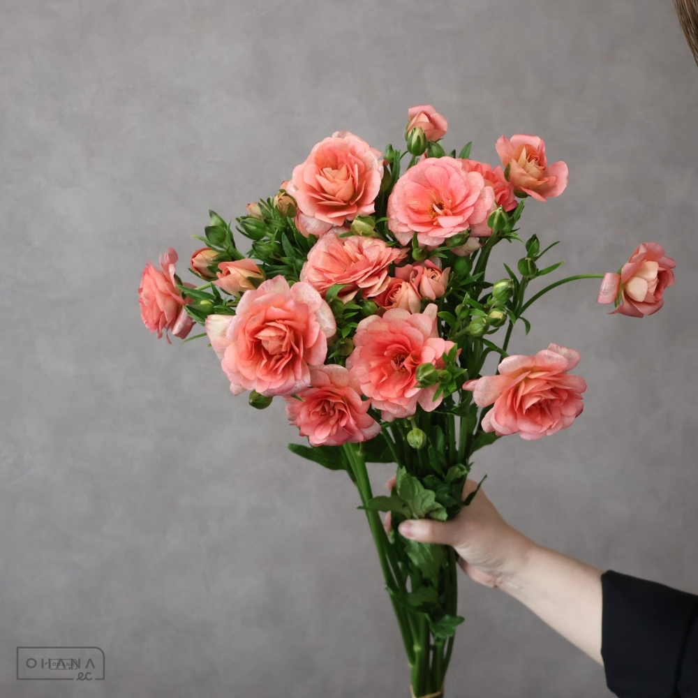 ラナンキュラス　ラックス　エリス 秀 50-40