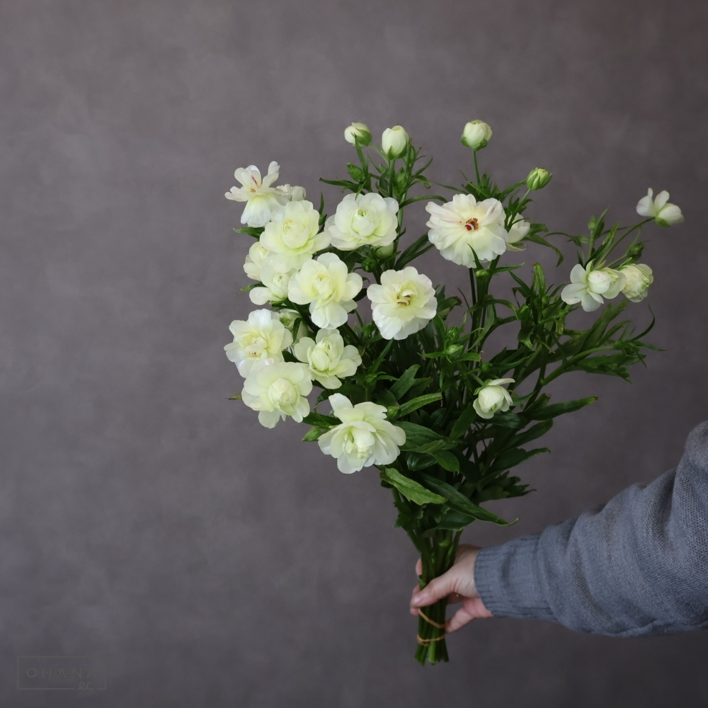 ラナンキュラス白　ラックス　ニノス ※14本束　秀 60-50 