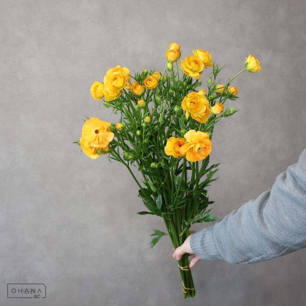 ラナンキュラス複色　ラックス　ミネルバ　秀 60cm