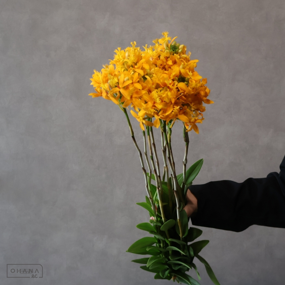 エピデンドラム　黄　秀 55cm 