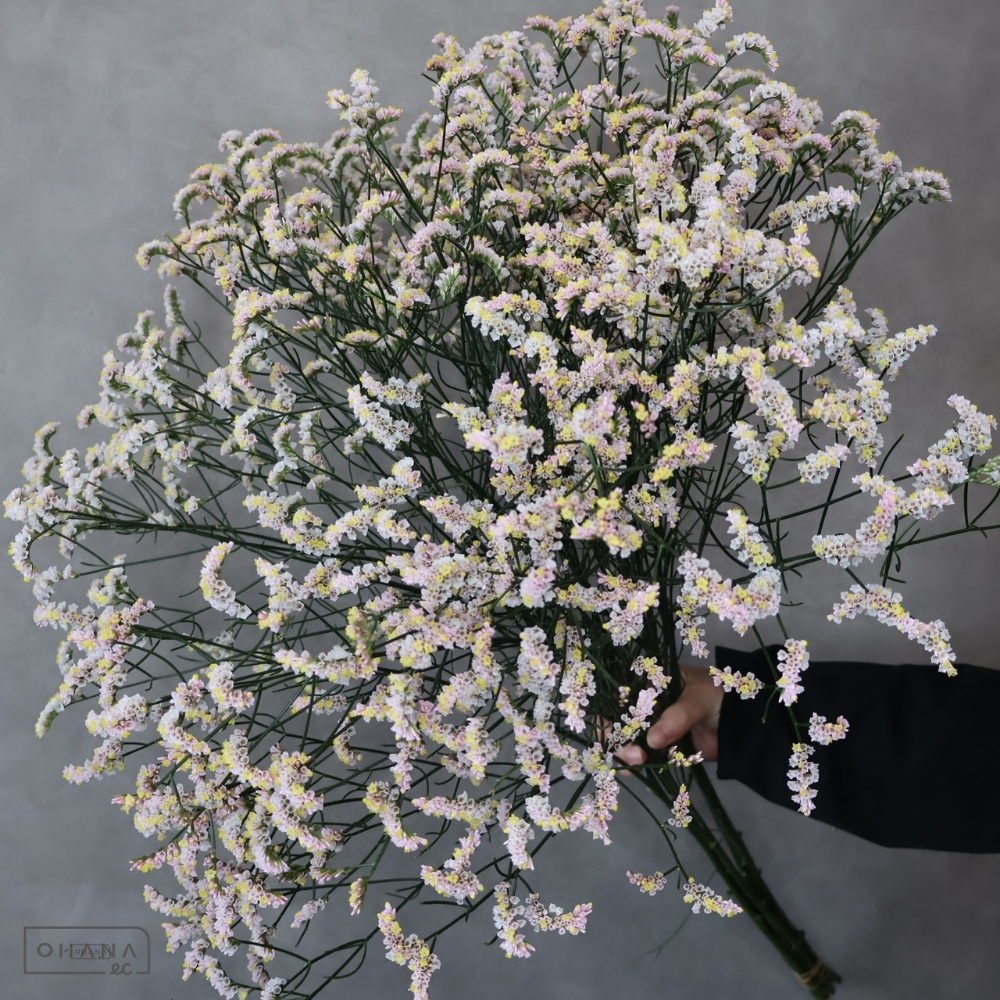 宿根スターチス　マルチーズピンク　秀 80cm