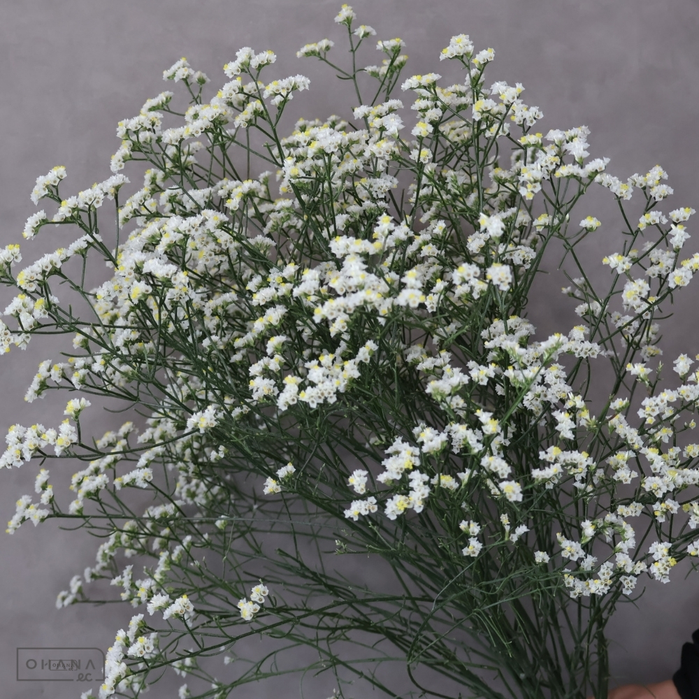 【SALE】HBスターチス　キノエンジェル　秀 70cm　※クレーム対象外