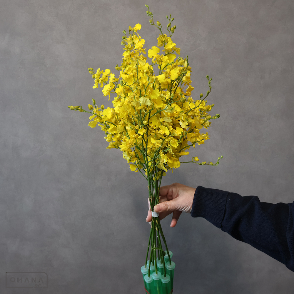 オンシジューム　太陽の子　2L 70cm