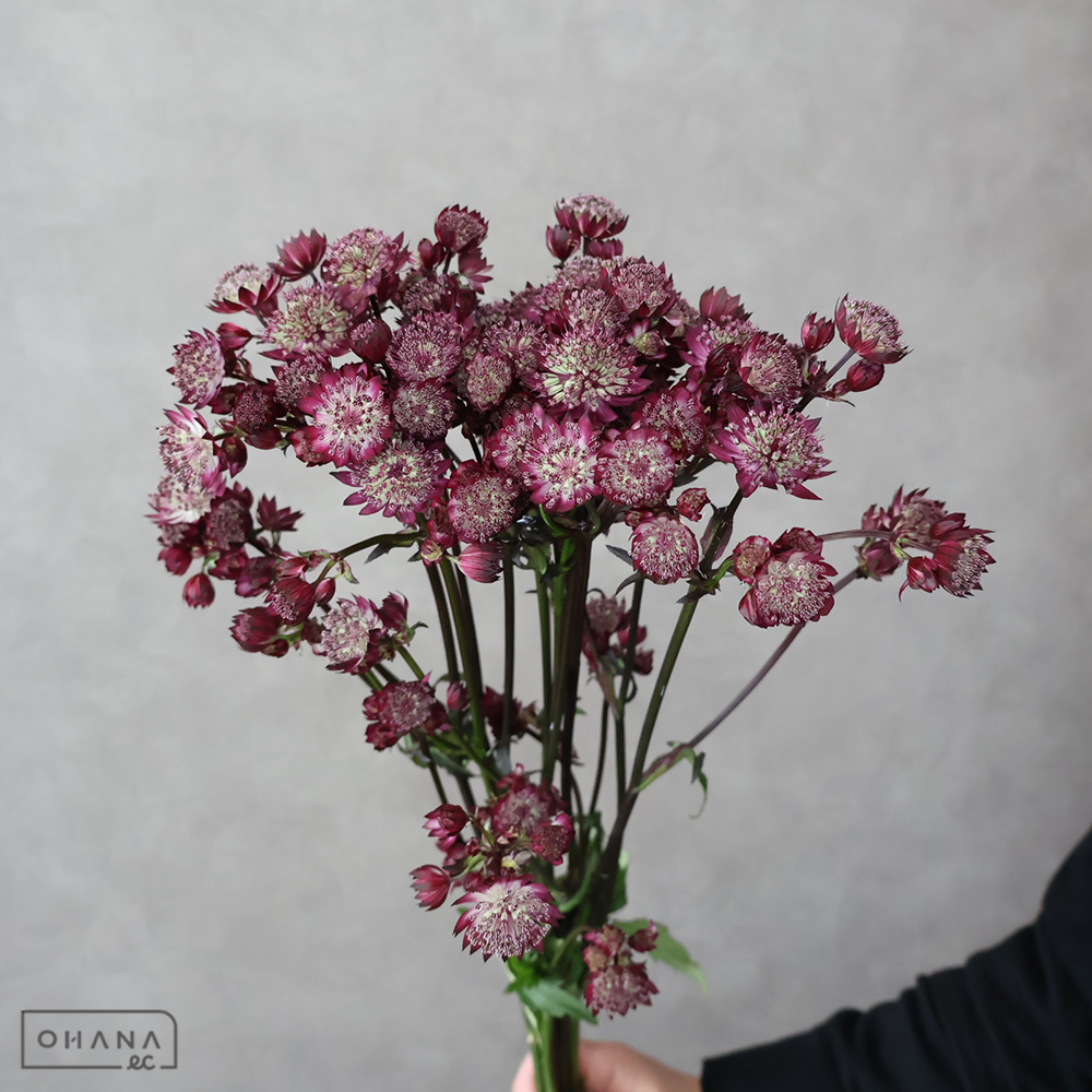 アストランティア　スターオブファイヤー　 60cm