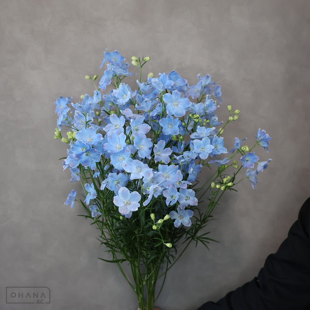 デルフィシネンシス青　スーパープラチナブルー　 50cm 枝 