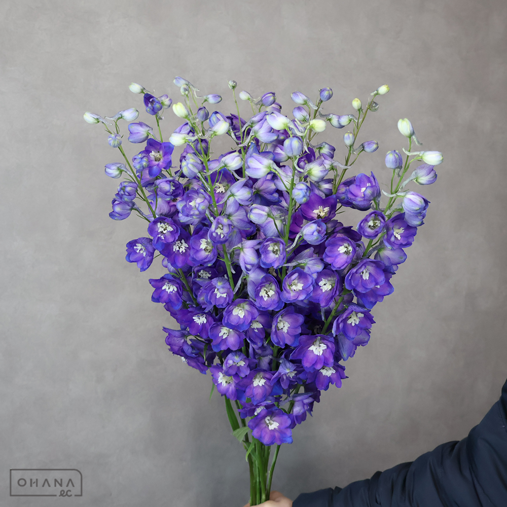 デルフィジャイアント紫　アルタイル　秀 70-60 