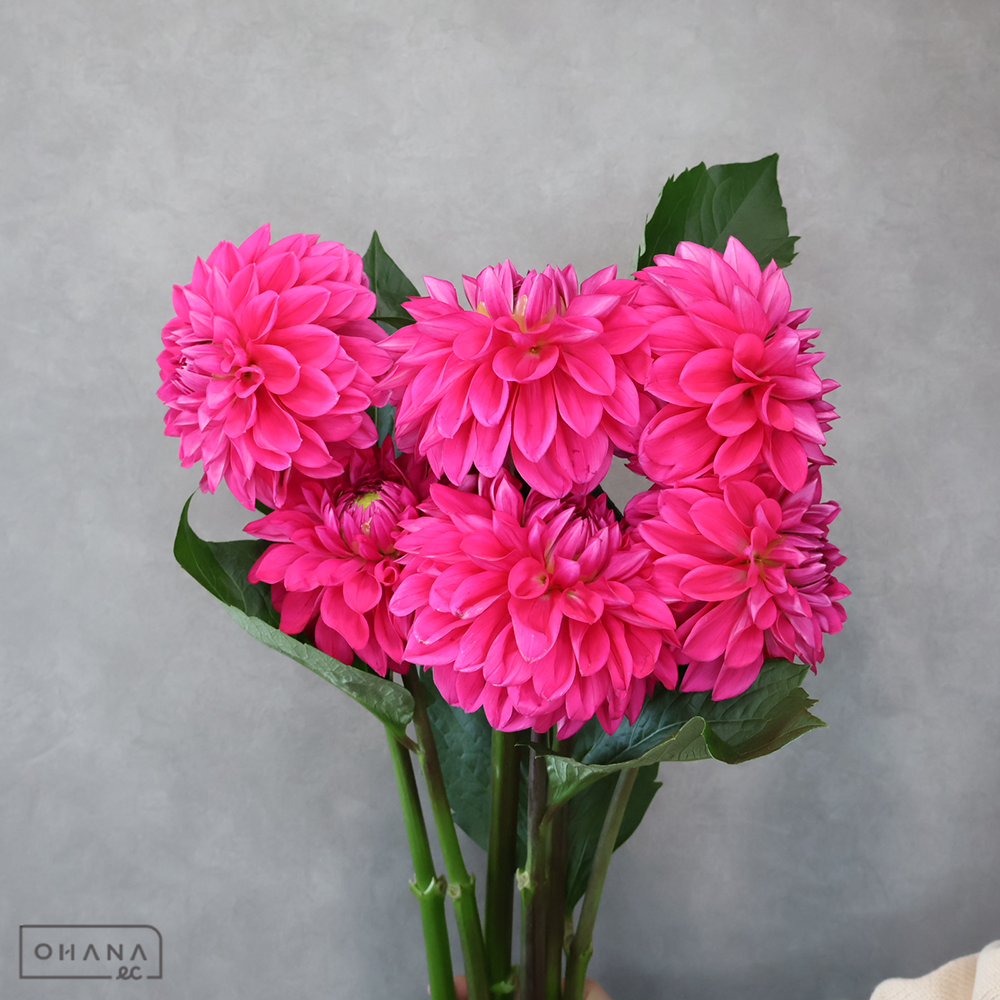 ダリアピンク　ナマハゲノンチャン　秀優 60cm 
