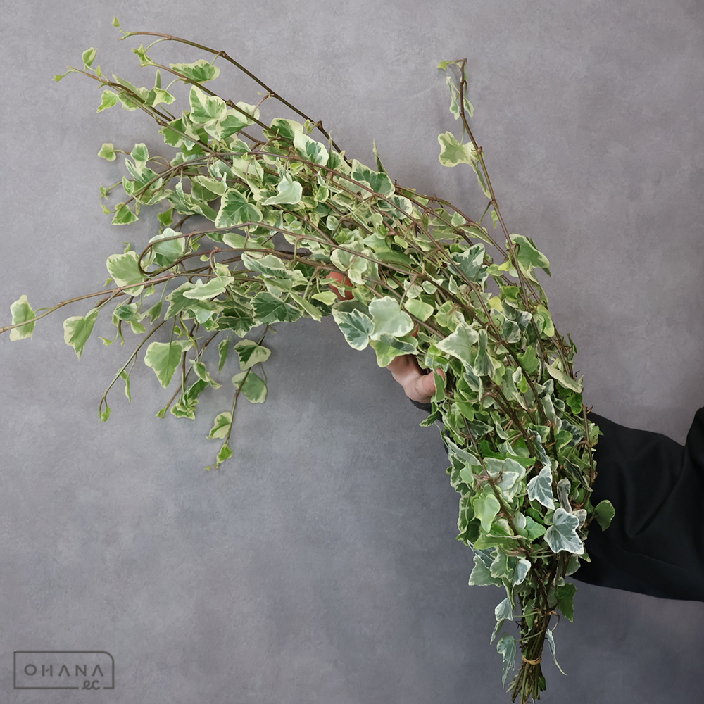 アイビー斑入　ホワイトワンダー  60cm 小葉