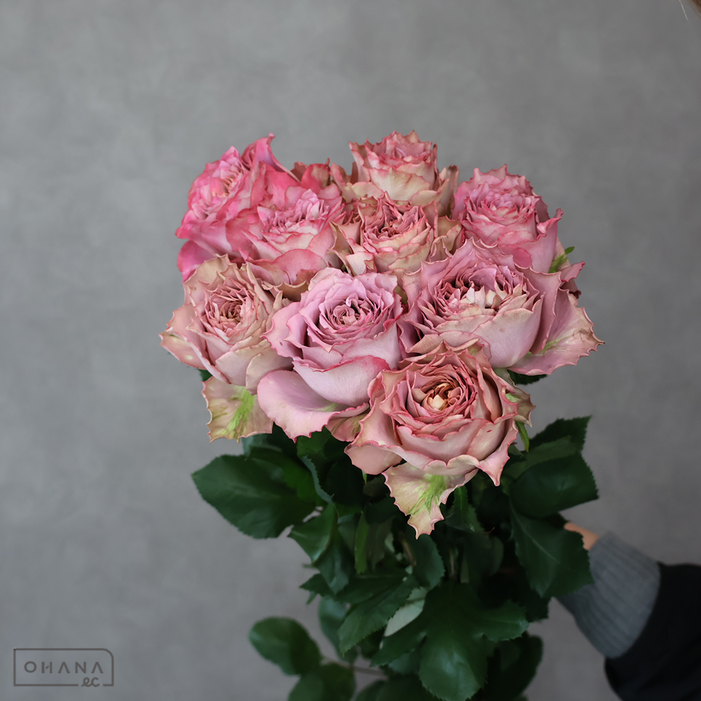 バラ紫　テナチュール　60cm 