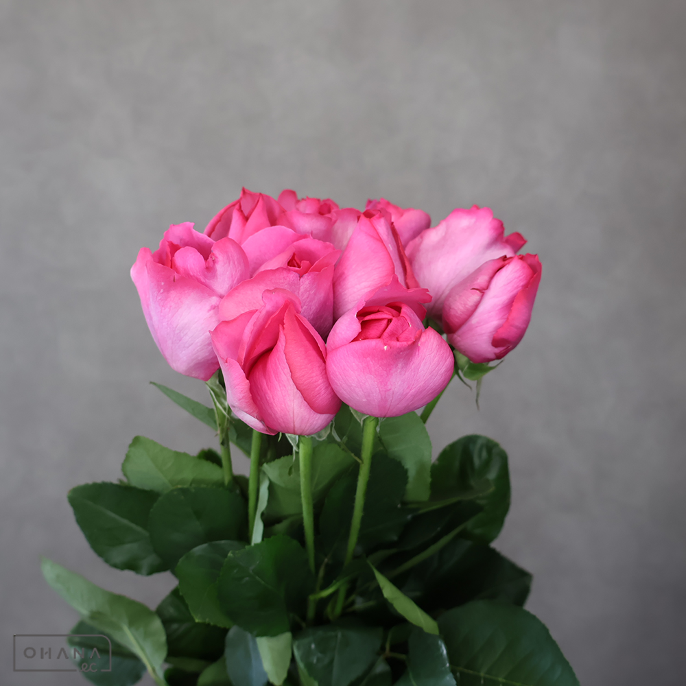 バラピンク　イブピアッチェ　70-60 