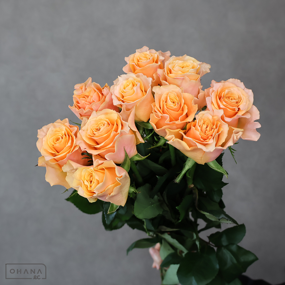 バラオレンジ　カルピデューム　 40cm 