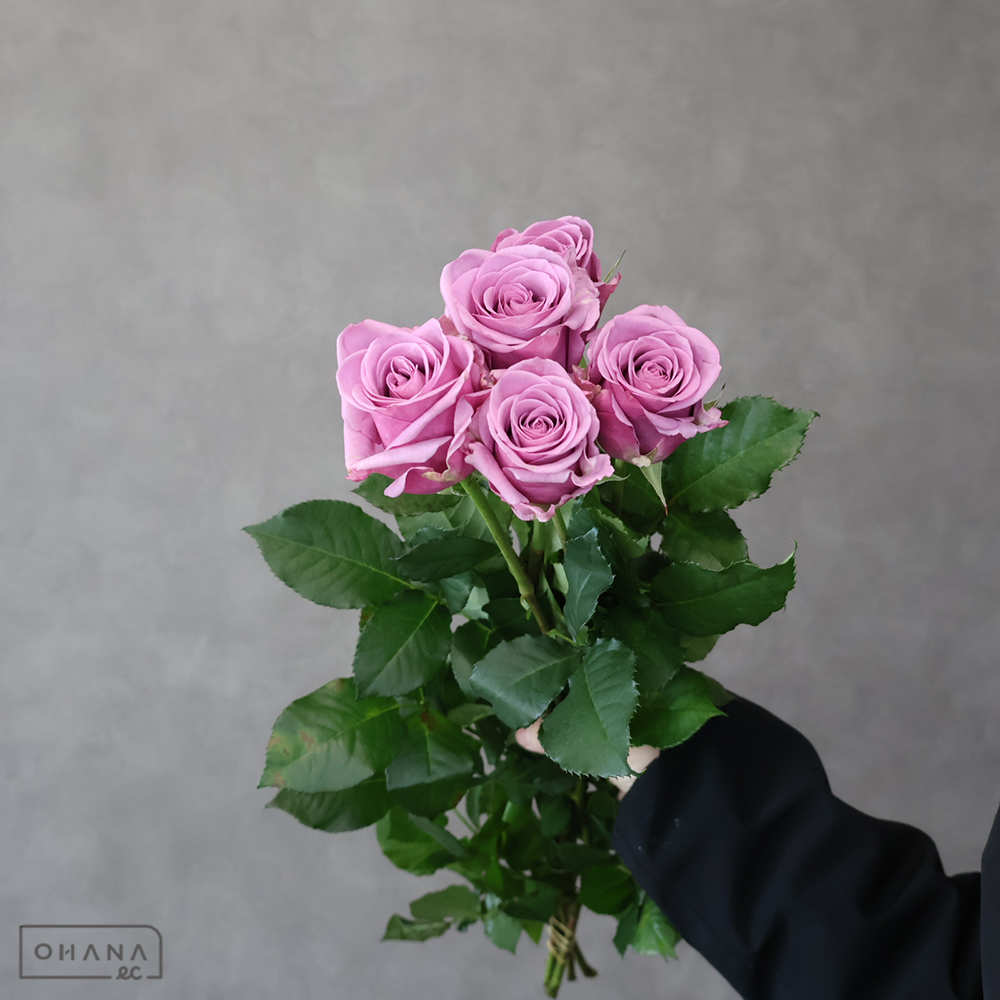 バラ紫　クールウォーター　 50cm 