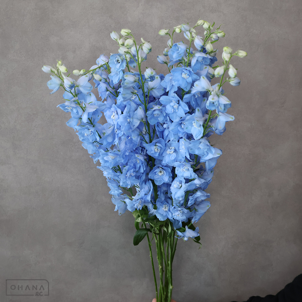 デルフィジャイアント　マーキュリー　秀 70cm 