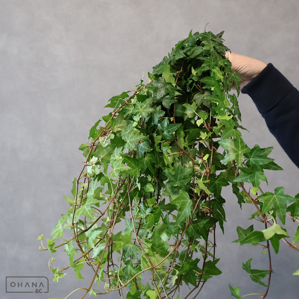 アイビーグリーン　ピッツバーグ　小60cm 