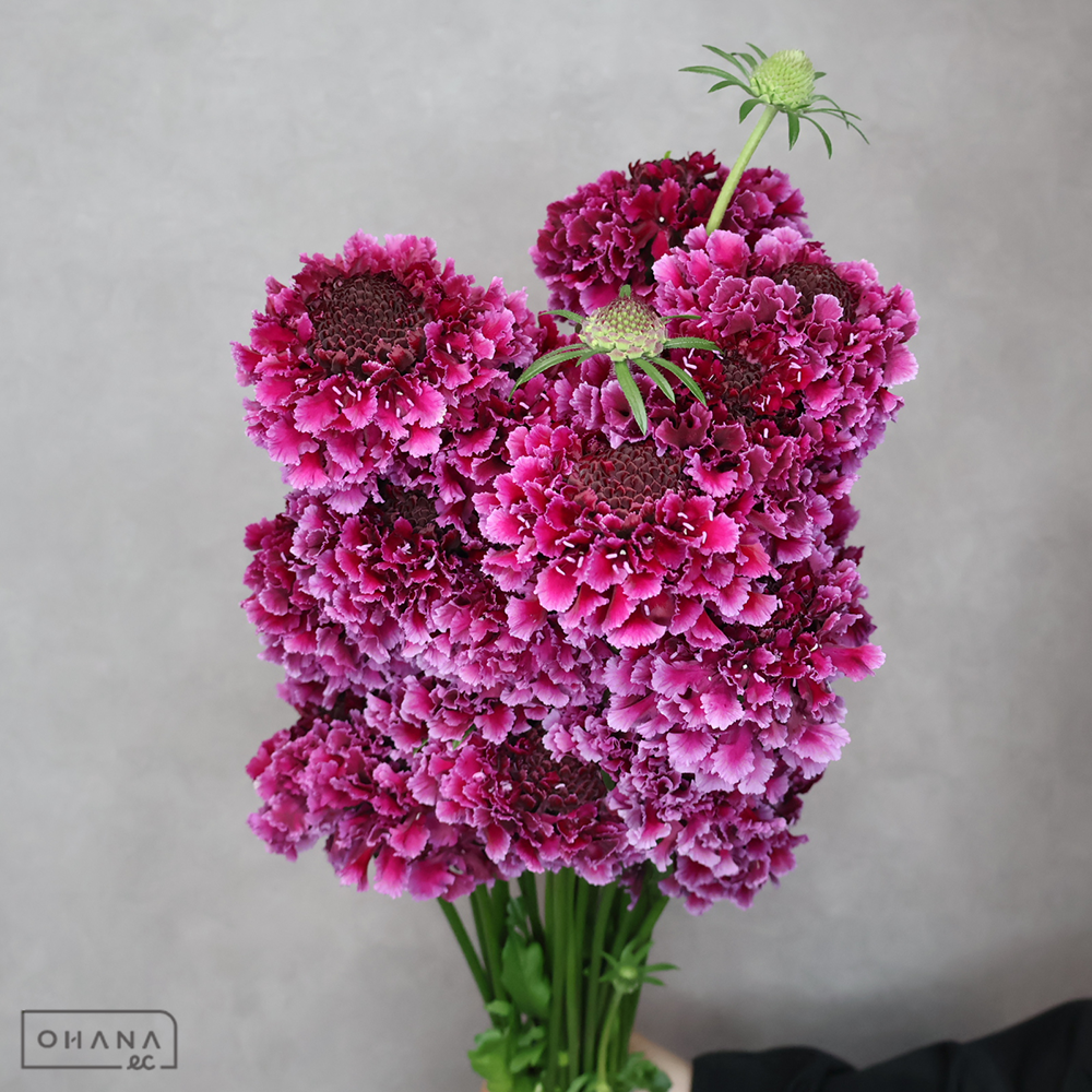 【SALE】スカピオサ　グランワイン　秀 30cm※クレーム対象外