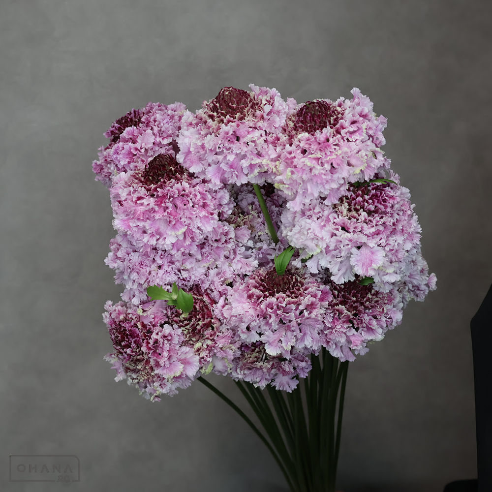 スカピオサ　フリフリヒラリ　秀 30cm