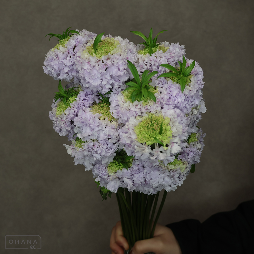 スカピオサ　フリフリコノハ　秀 30cm ※25本束