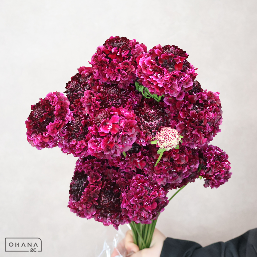 スカピオサ　フリフリリン　秀 30cm