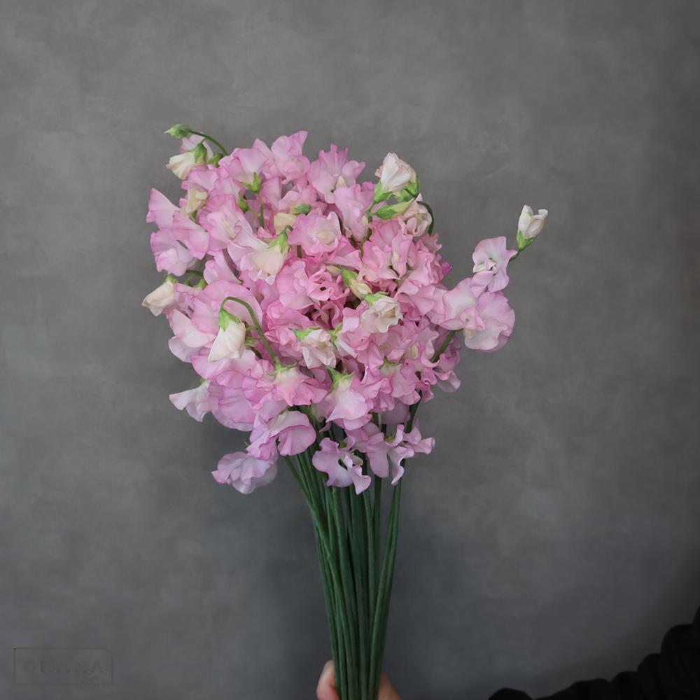 スイトピー　トトロマリアカネ　2L 4輪 