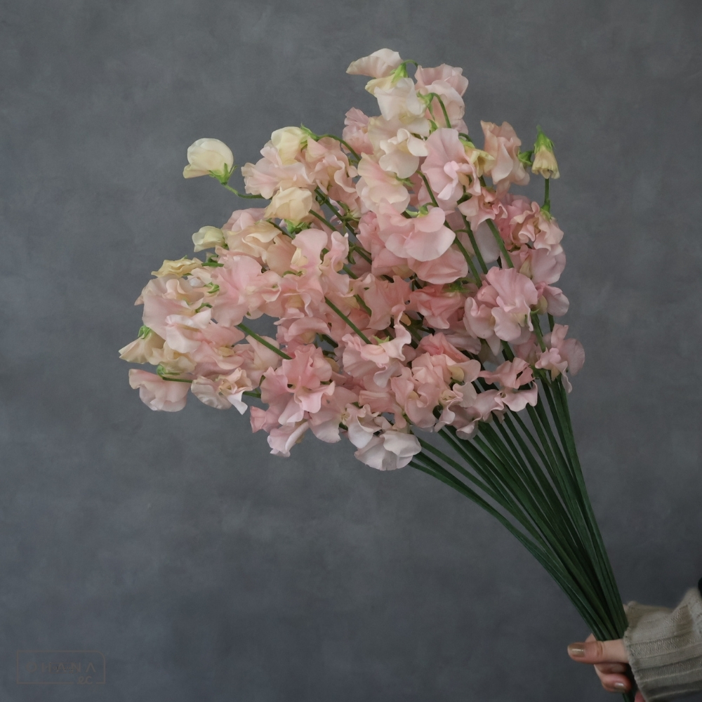 スイトピー　めぐみ 　2L 4輪 