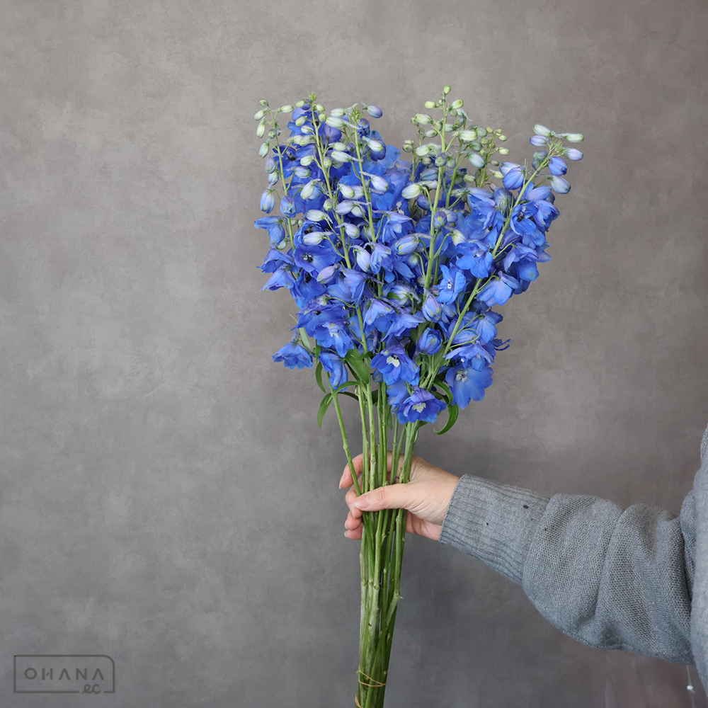 デルフィジャイアント青　ラメールブルー　優 60cm 曲り 