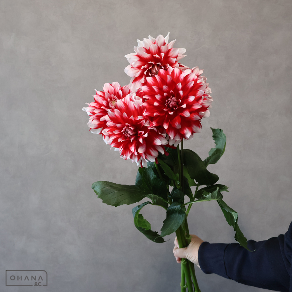 ダリア　金魚花火 秀 70cm 